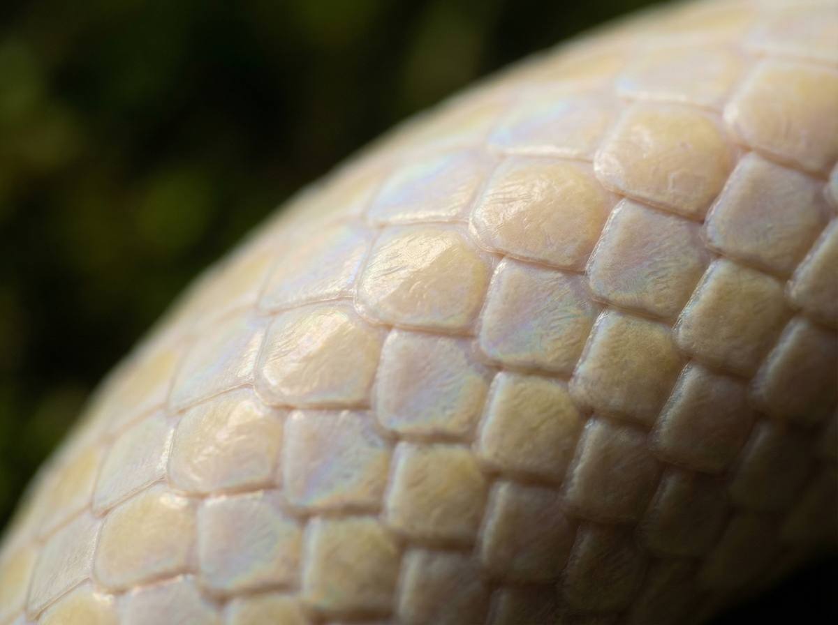 尤物视频蟒蛇微距视频 - 蟒蛇鳞片微距摄影技巧分享